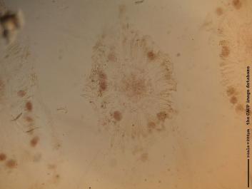 O012b 10x.JPG